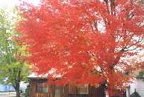 tree in autumn